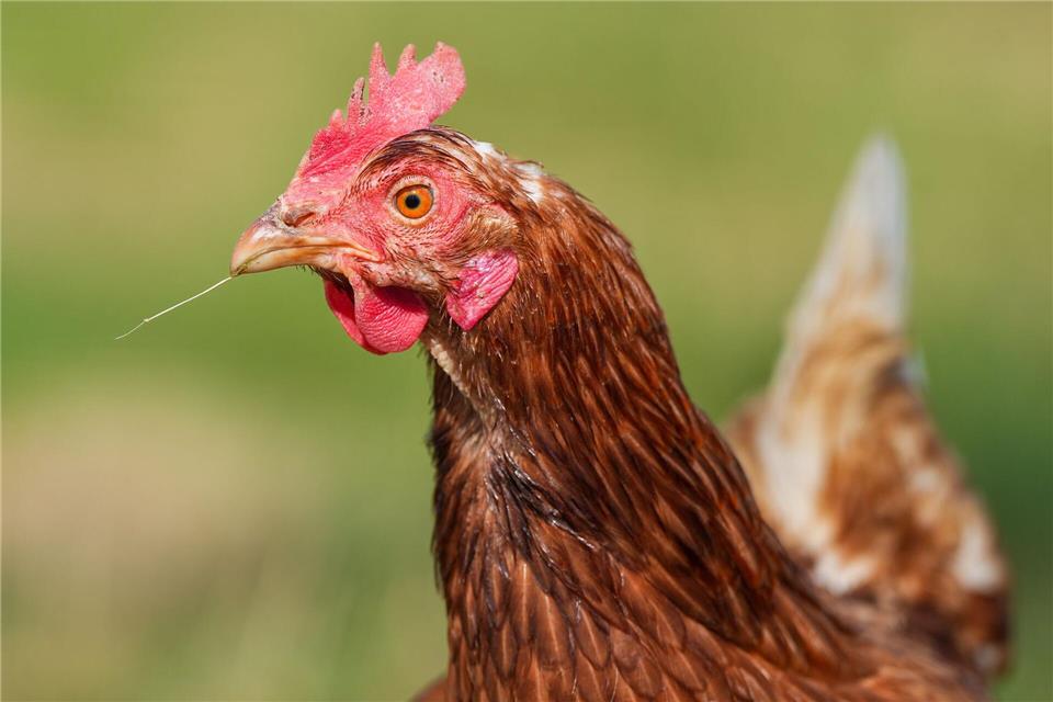 Durchgeführt wurde die Studie mit 20 Küken. (Symbolbild)Soeren Stache/dpa