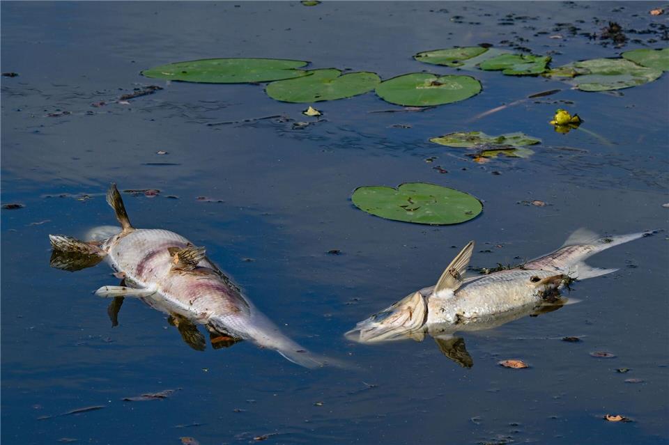 Dutzende tote Fische: Wegen Sauerstoffmangels verenden mehrere Tiere in dem See. (Symbolbild)Patrick Pleul/dpa