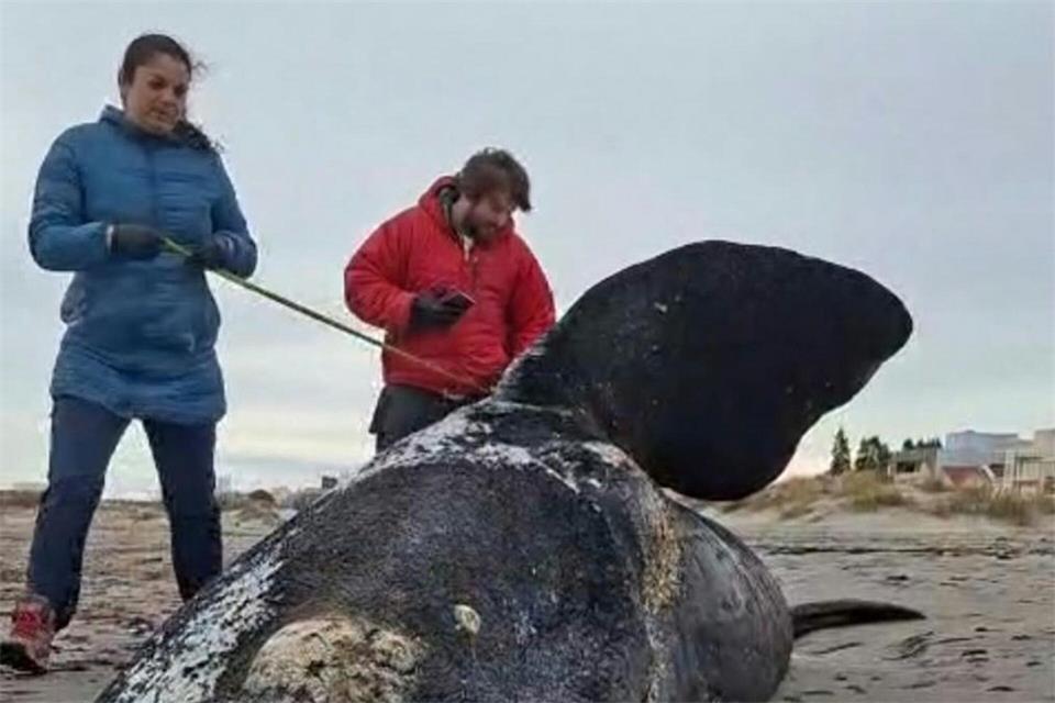 Dutzende toter Jungwale wurden in Patagonien an Land gespült.Jordana Ibanez/dpa