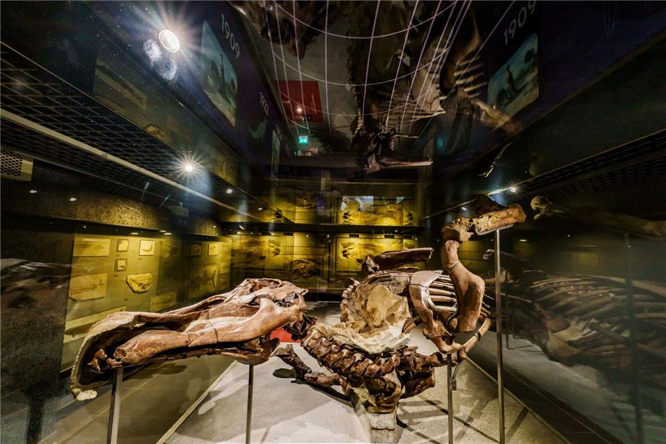 „Edmond“, wie das Skelett des Edmontosaurus getauft wurde, ist für die Ausstellungsmacher einer der „beeindruckendsten und wertvollsten Schätze“ des Museums. Andreas Arnold/dpa