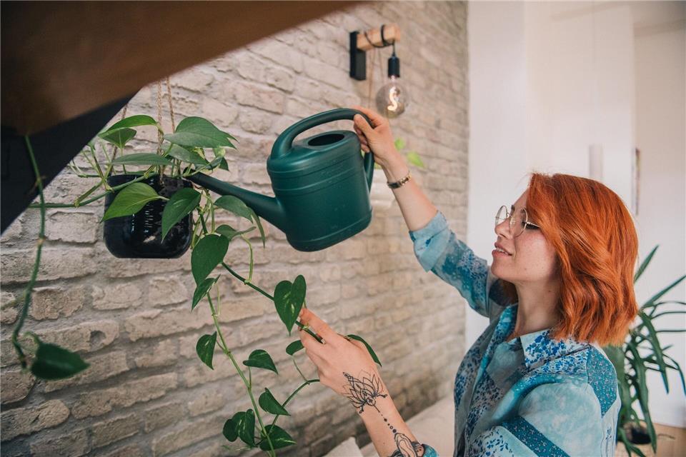 Efeututen gelten als Klassiker unter den hängenden Zimmerpflanzen.picture alliance / dpa-tmn