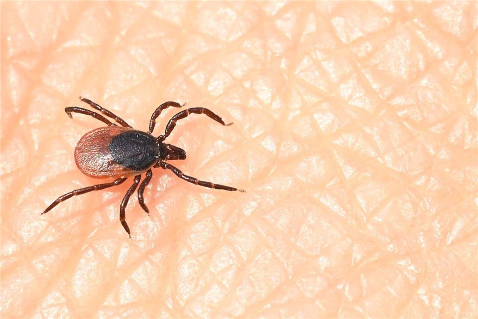 Egal ob Stadt oder Land - Zecken können überall Infektionen übertragen.  (Archivfoto)Bernd Wei�brod/dpa