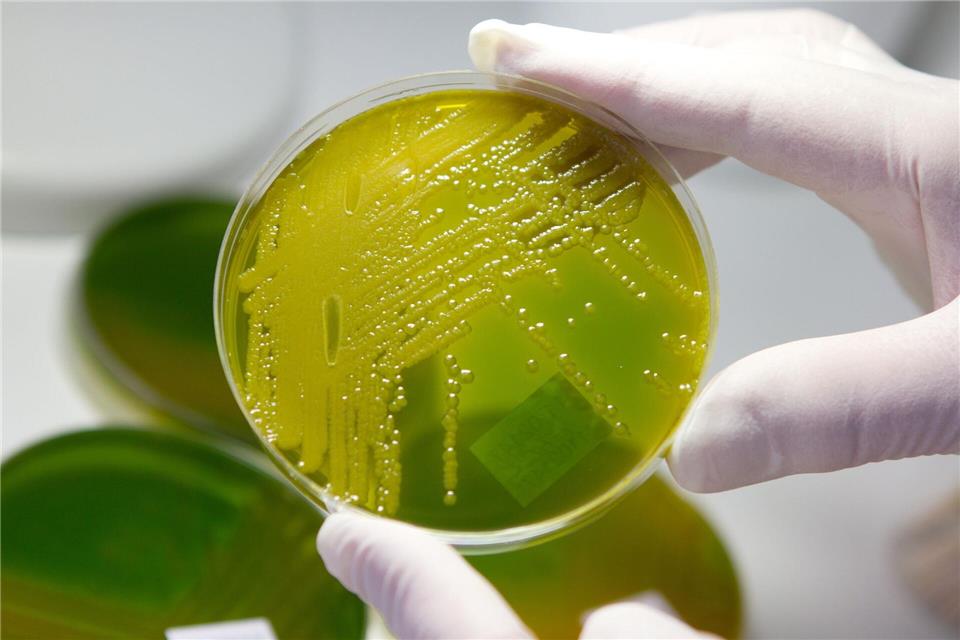 Ehec steht für enterohämorrhagische Escherichia coli und bezeichnet bestimmte krankmachende Stämme des Darm-Bakteriums, die vor allem bei Wiederkäuern wie Rindern vorkommen. (Archivbild)Matthias Bein/dpa-Zentralbild/dpa