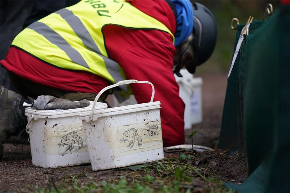 Ehrenamtliche Helfer bringen Frösche und Lurche über die Straße. (Symbolbild)Marcus Brandt/dpa
