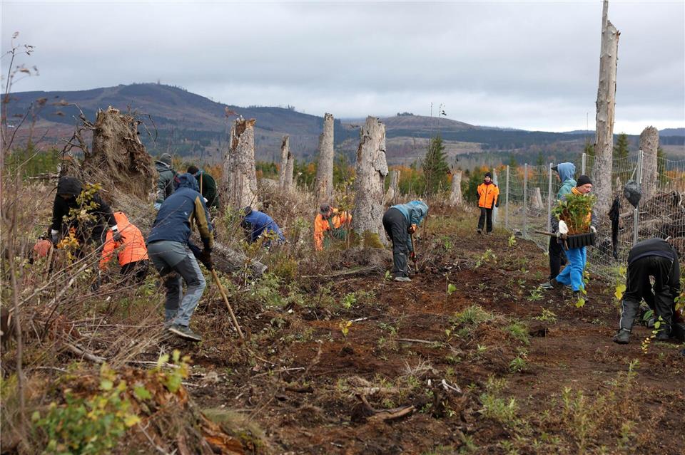 35 Jahre Bergwaldprojekt – wie sich der Wald verändert hat  Ehrenamtliche pflanzen auf einer 1,8 Hektar großen, zuvor bewaldeten Brachfläche rund 3.500 Laubbäume.Stefan Rampfel/dpa