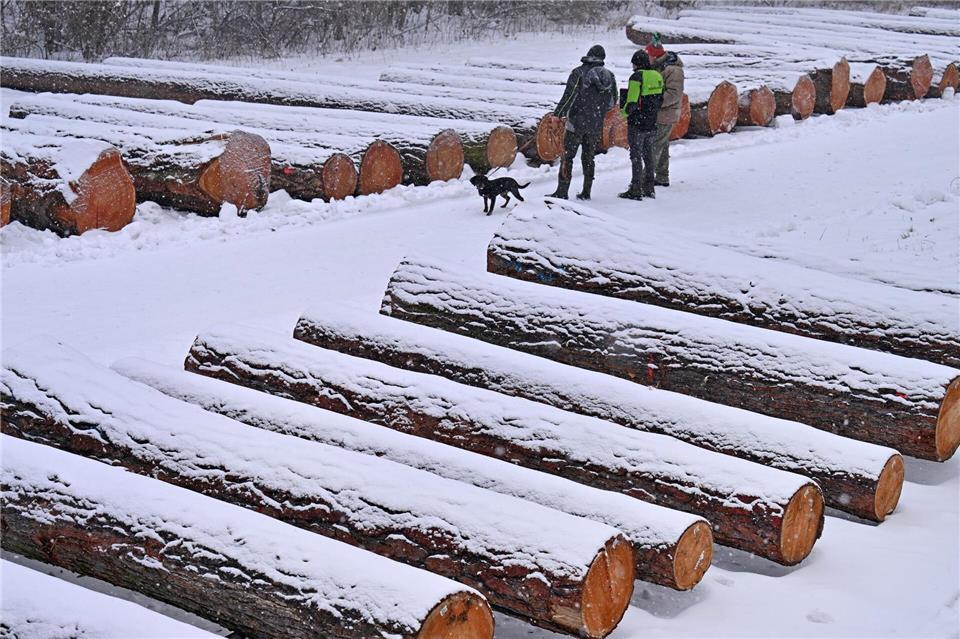 Eichenstämme erzielten bei der Versteigerung die höchsten Preise. Martin Schutt/dpa