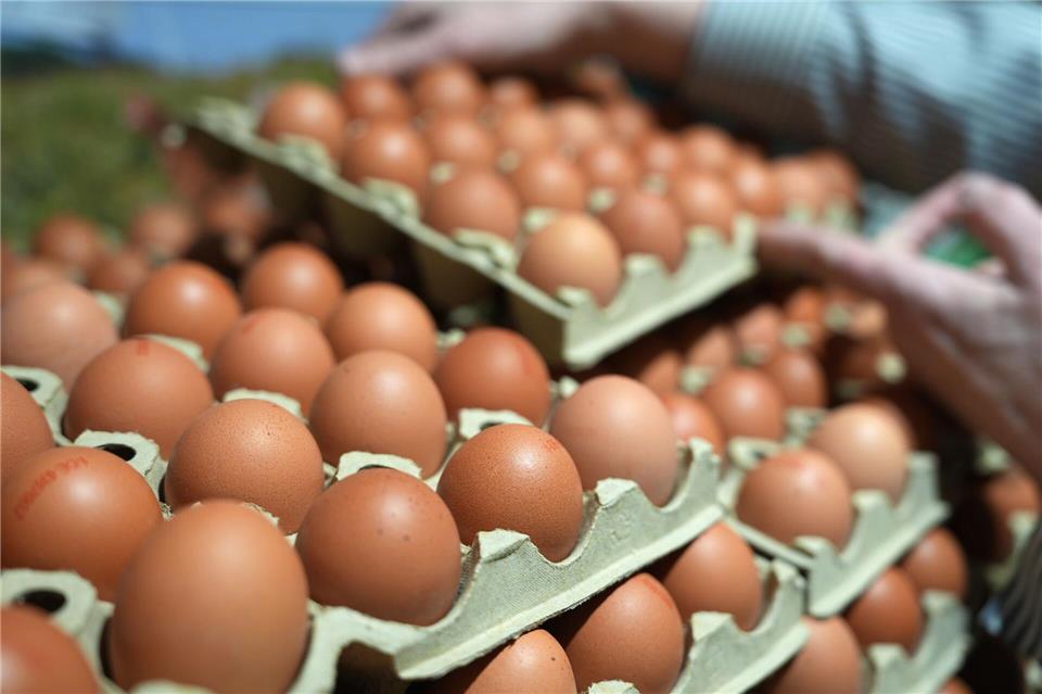 Eier sind im Jahresvergleich deutlich teurer geworden. (Archivbild)Marcus Brandt/dpa