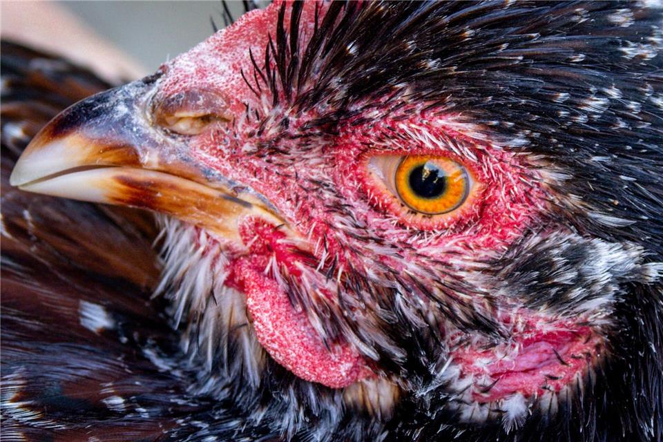 Eier und Fleisch: Orpington-Hühner sind Zweinutzungshühner. Jens Büttner/dpa