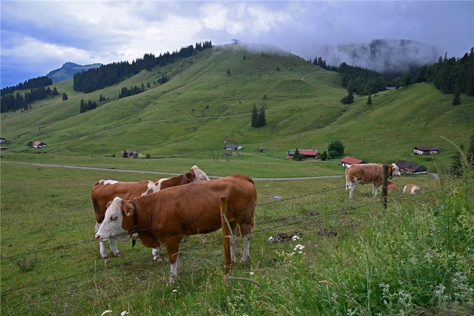 Eigentlich haben Jungrinder auf der Straße nichts verloren. (Symbolbild)Uwe Lein/dpa
