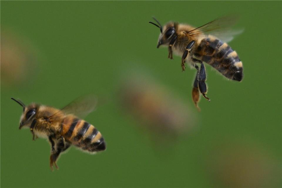 Ein 32-Jähriger schlägt im Streit gegen einen Bienenstock, die Tiere greifen Erntehelferinnen an – jetzt ermittelt die Polizei. (Symbolbild)Arne Dedert/dpa/dpa-tmn