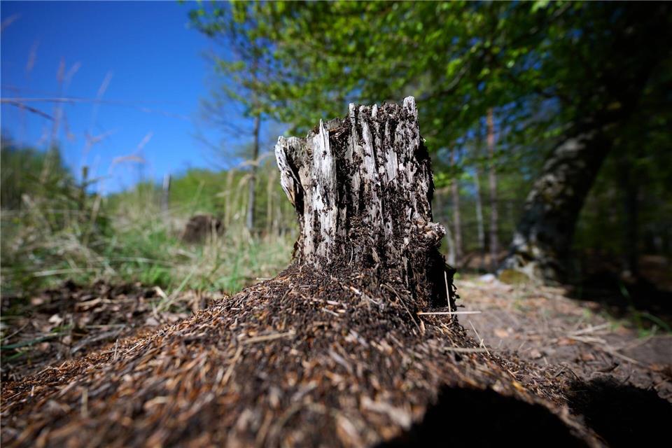 Ein Ameisenvolk hat sich an einem Baumstumpf gebildet.Bernd Thissen/dpa