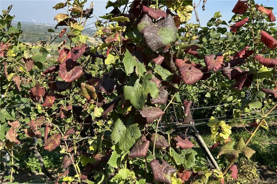 Ein Anzeichen für befallene Reben können unter anderem rötliche, eingerollte Blätter sein.-/WBI Freiburg/dpa