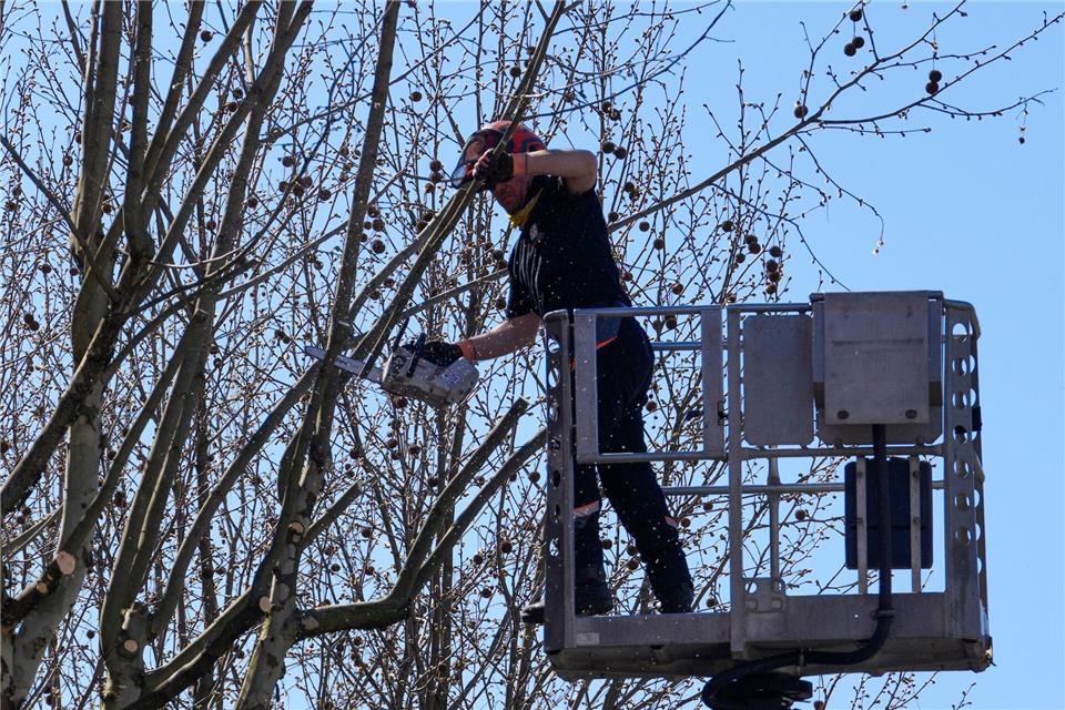 Ein Arbeiter sägt einzelne Äste eines Baumes ab. Soeren Stache/dpa
