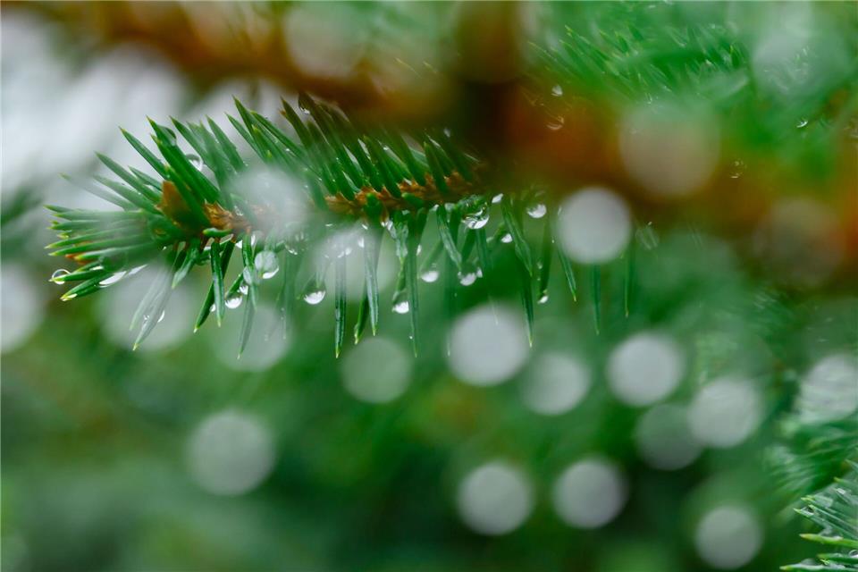 Ein Autofahrer hat bei Donaueschingen einen mutmaßlichen Weihnachtsbaum verloren. (Symbolbild)Patrick Pleul/dpa