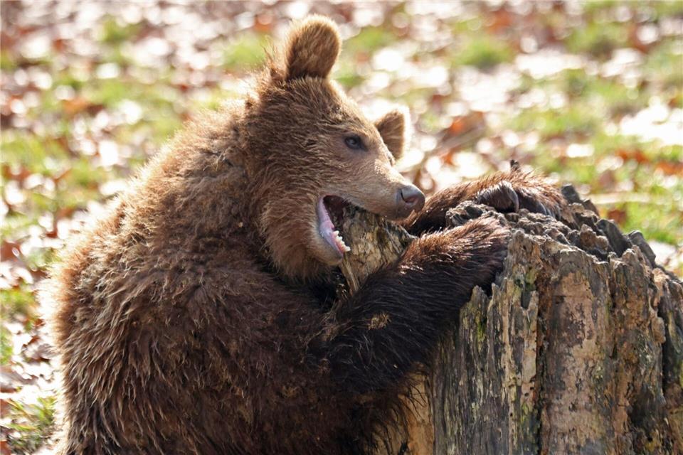 Ein Bär knabbert im Tierpark in Thale an einem Baumstamm. Matthias Bein/dpa