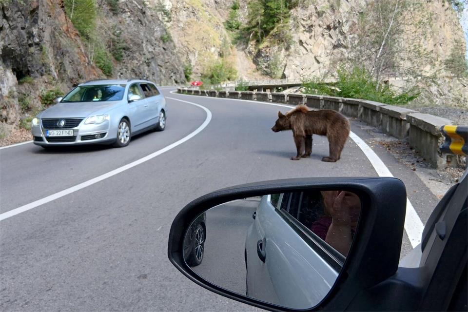 Ein Bär mitten auf der Straße. (Archivbild)Kathrin Lauer/dpa