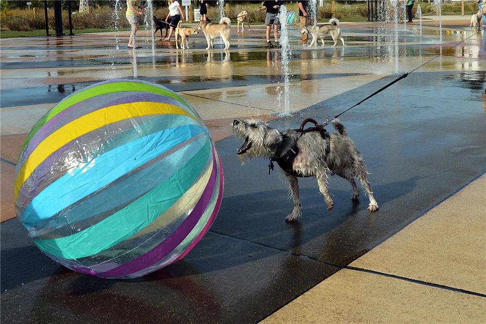 Ein Ball ist für etliche Hunde ein höchst verführerisches Objekt. (Archivbild)Don Campbell/The Herald-Palladium/AP/dpa