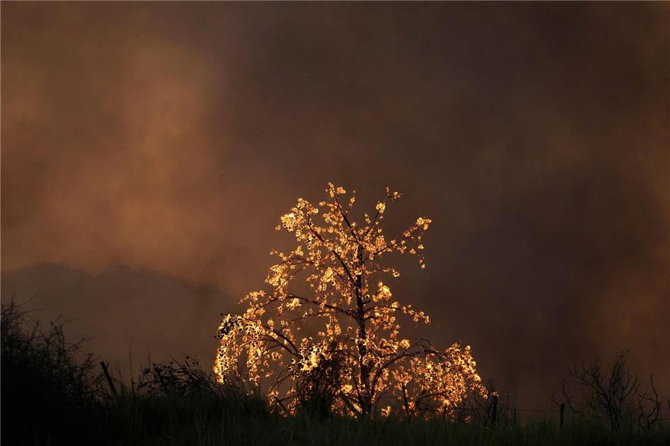 Bilder des Tages Ein Baum brennt bei einem Waldbrand in der Stadt Patras im Westen Griechenlands.Thanassis Stavrakis/AP/dpa