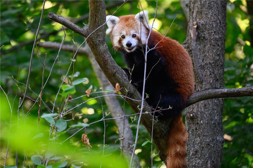 Ein Baum gibt den Roten Pandas im Zoo von Dresden bei Hitze Schatten. Robert Michael/dpa