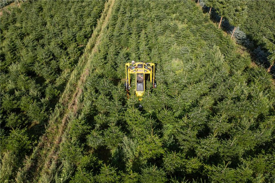 Gnadenfrist für Weihnachtsbäume: frisch gefällt zum Fest Ein Baumschultraktor fährt durch eine Plantage mit Nordmanntannen, um das Unkraut zwischen den Bäumen zu beseitigen. (Luftaufnahme mit Drohne)Robert Michael/dpa