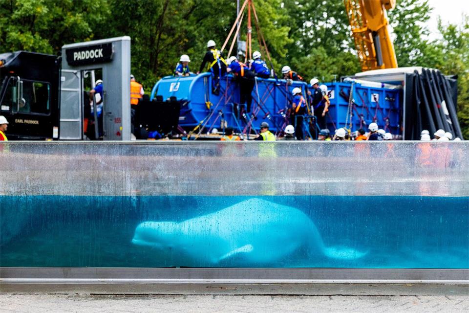 Ein Beluga-Wal schwimmt in einem Becken im Marineland.Carlos Osorio/The Canadian Press/dpa