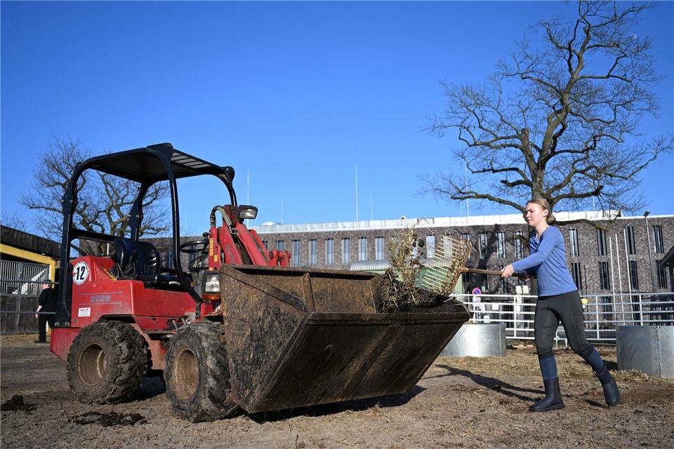 Ein Berliner Reitverein wurde durch einen Fake-Verkauf um 17.000 Euro betrogen.Markus Lenhardt/dpa
