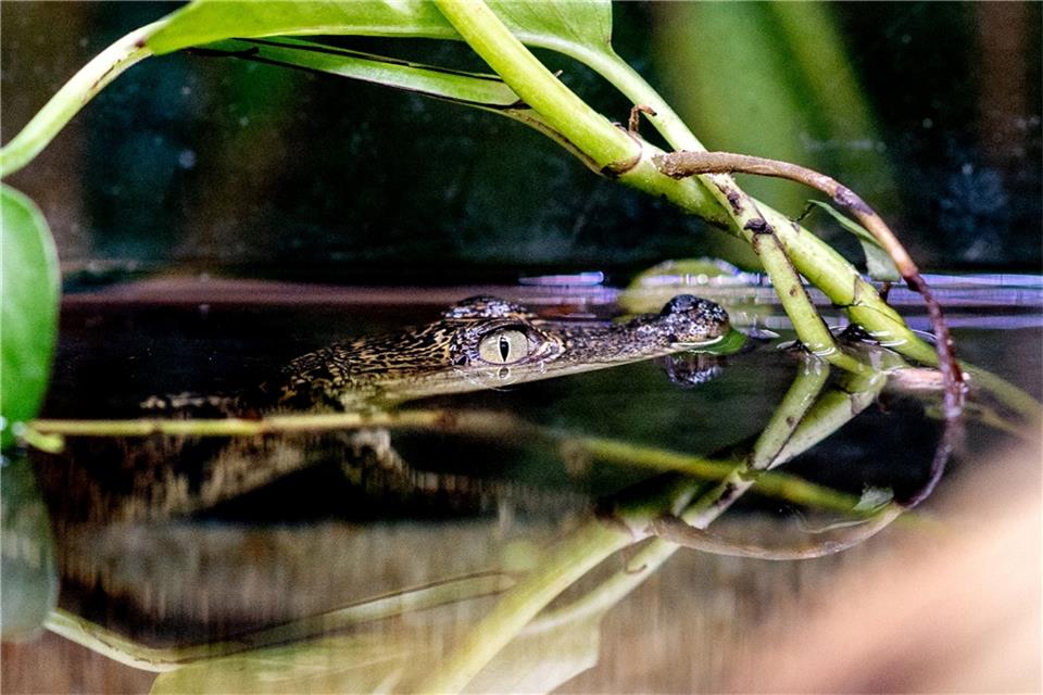 Ein Beulenkrokodilbaby schwimmt in der Tropenhalle des „Seelter Reptilienhuus“, einem privat geführten Zoo im niedersächsischen Saterland, durch das Wasser.