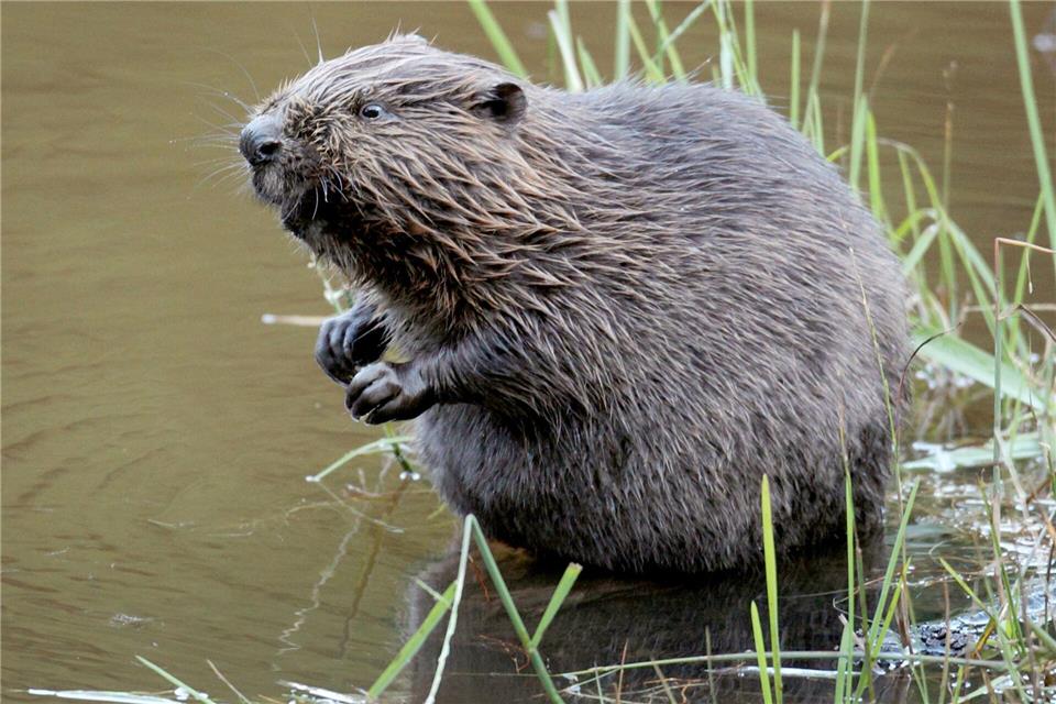 Unbekannte zerstören Biberdamm – Moorgebiet trockengelegt Ein Biberdamm in Mittelfranken ist mutwillig zerstört worden - mit Folgen. (Symbolbild)Felix Heyder/dpa