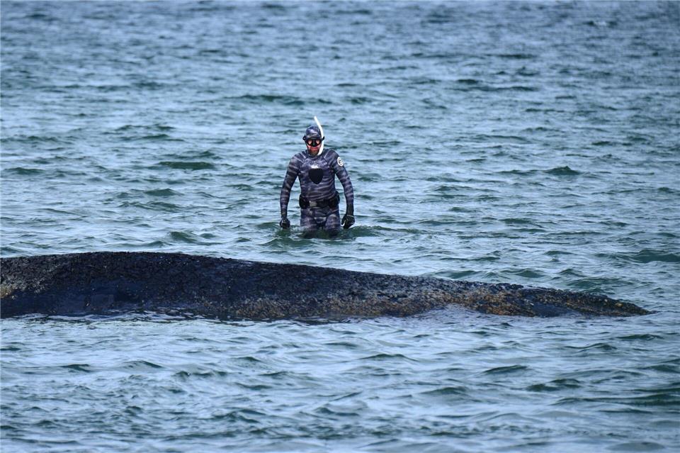 Ein Biologe nähert sich dem gestrandeten Wal in der Ostsee.Daniel Bockwoldt/dpa