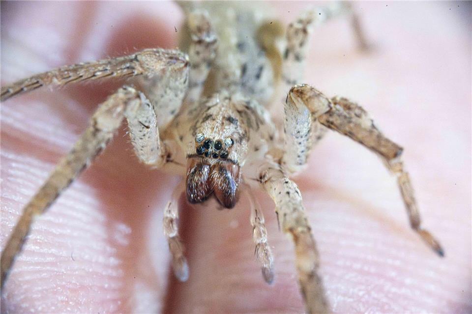 Ein Biss einer Nosferatu-Spinne kann unter die Haut gehen. (Archivbild)Benjamin Westhoff/dpa