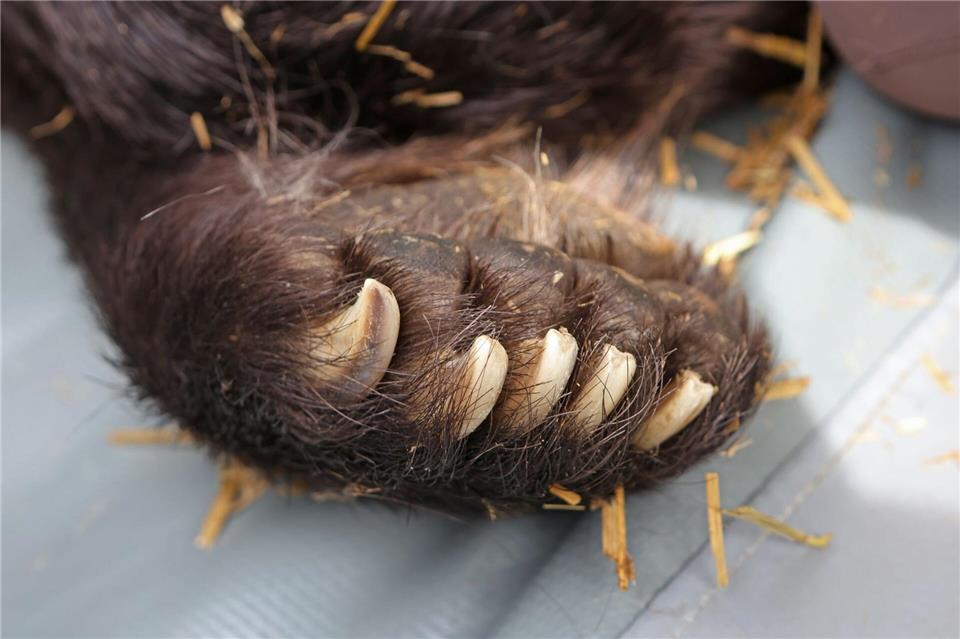 Ein Blick auf eine Tatze der Bärendame Teddy.  Matthias Bein/dpa