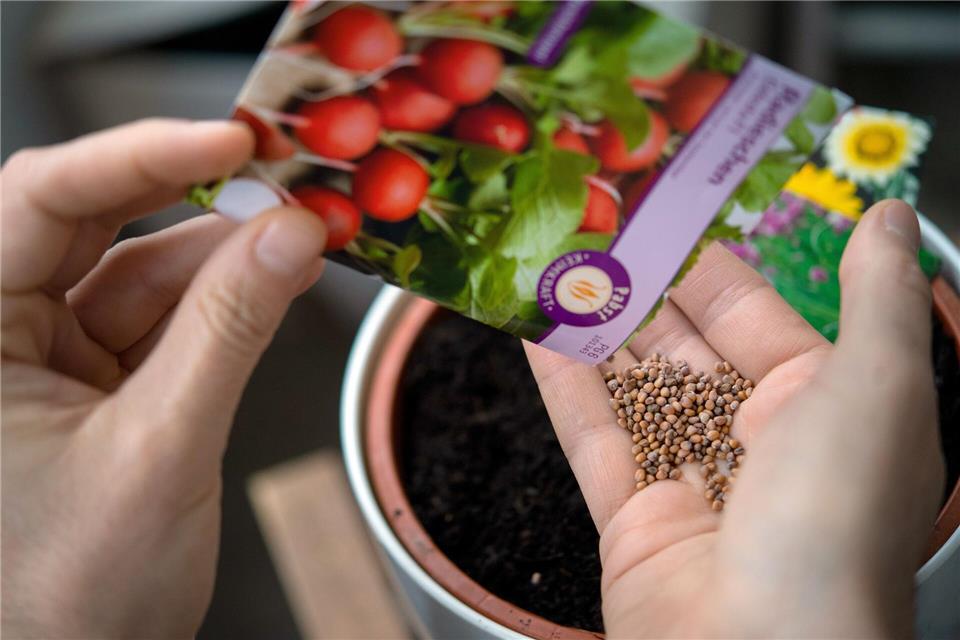 Ein Blick in den Aussaatkalender zeigt, was jetzt schon in die Erde darf - Radieschen etwa.Monika Skolimowska/dpa/dpa-tmn