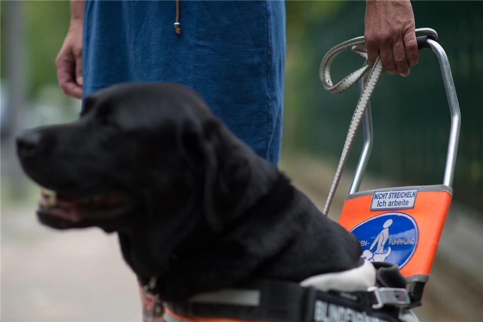 Ein Blindenführhund im Einsatz, erkennbar an seinem Führgeschirr. (Symbolbild)picture alliance / dpa