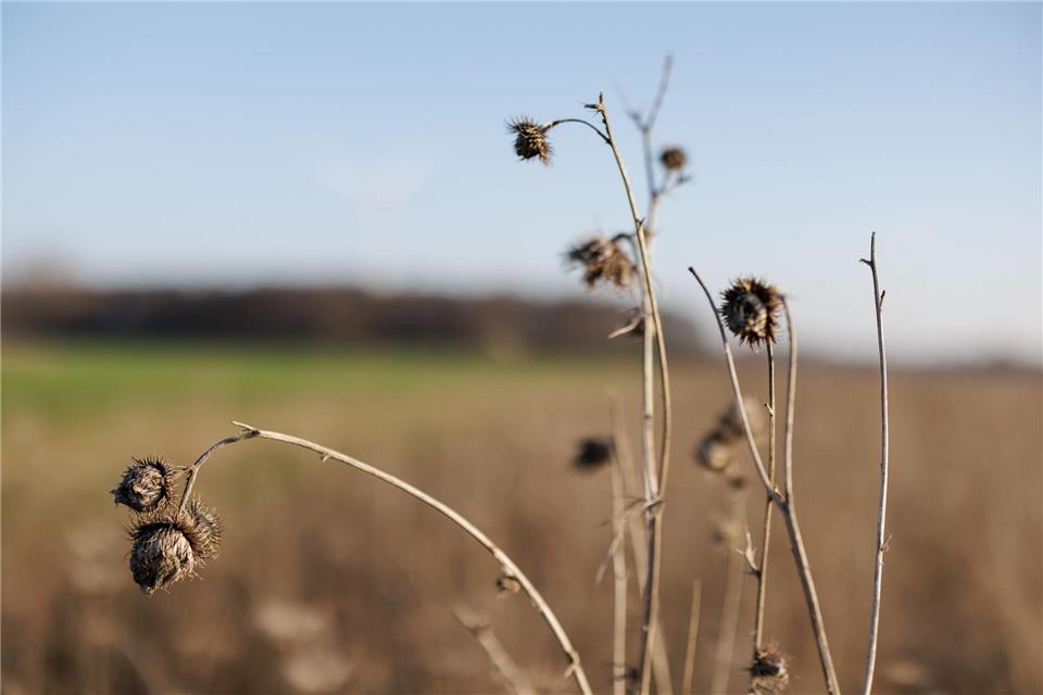 Ein Blühstreifen am Rande eines Feldes. Er bietet Rebhühnern Brutplätze, Nahrung und Schutz vor Fressfeinden. David-Wolfgang Ebener/dpa