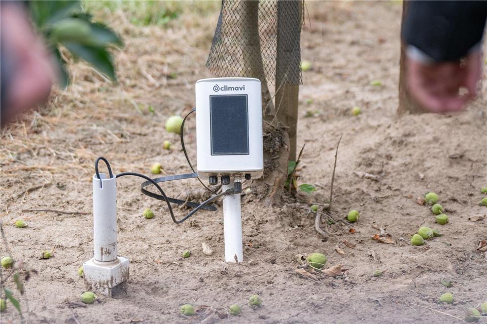 Ein Bodensensor in der Apfelplantage am Campus Klein-Altendorf misst Daten zur Bodenfeuchtigkeit.Benjamin Westhoff/dpa