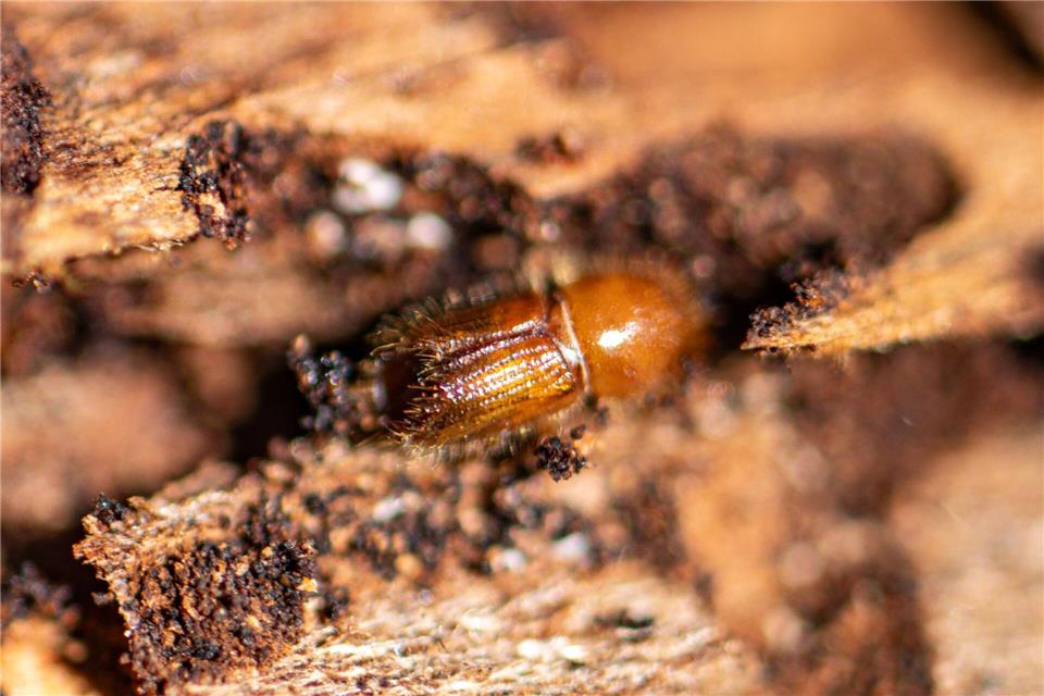 Ein Borkenkäfer auf einer Baumrinde. (Archivbild)Armin Weigel/dpa