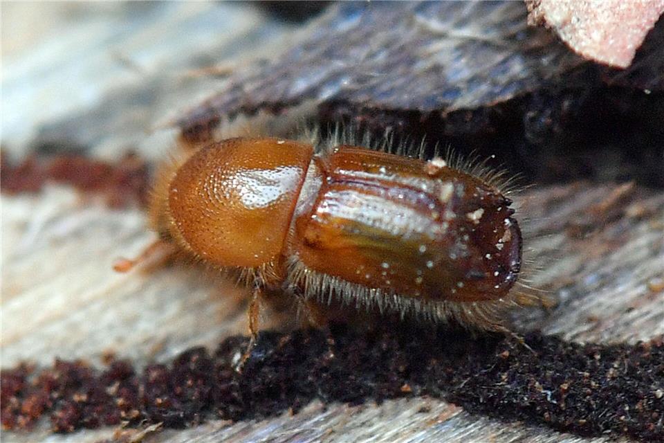 Ein Borkenkäfer krabbelt auf einem Fichtenstamm. (Archivbild)Hendrik Schmidt/dpa-Zentralbild/dpa