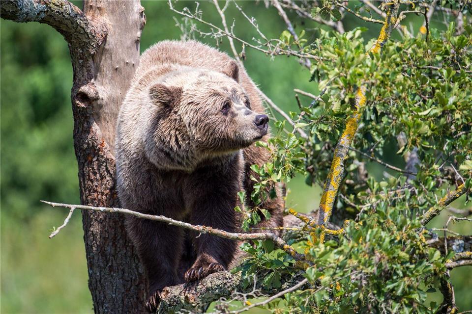 Ein Braunbär im oberbayerischen Wildpark Poing. Immer wieder gibt es Berichte über Sichtungen in freier Wildbahn. (Symbolbild) Lino Mirgeler/dpa