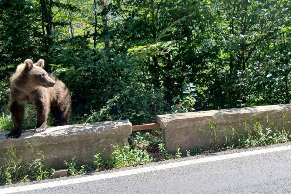 Ein Braunbär wurde bei Thiersee gesichtet. (Symbolbild) Kathrin Lauer/dpa