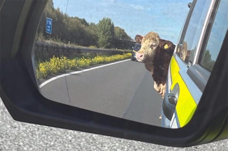 Ein Bulle sorgte für einen Polizeieinsatz und eine Sperrung der A31 zwischen Heek und Ahaus/Legden.