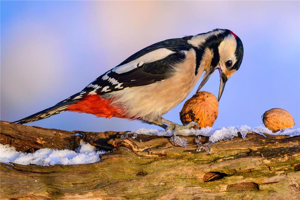 Ein Buntspecht hat in einem Wald in Brandenburg eine Walnuss gefunden.Patrick Pleul/dpa