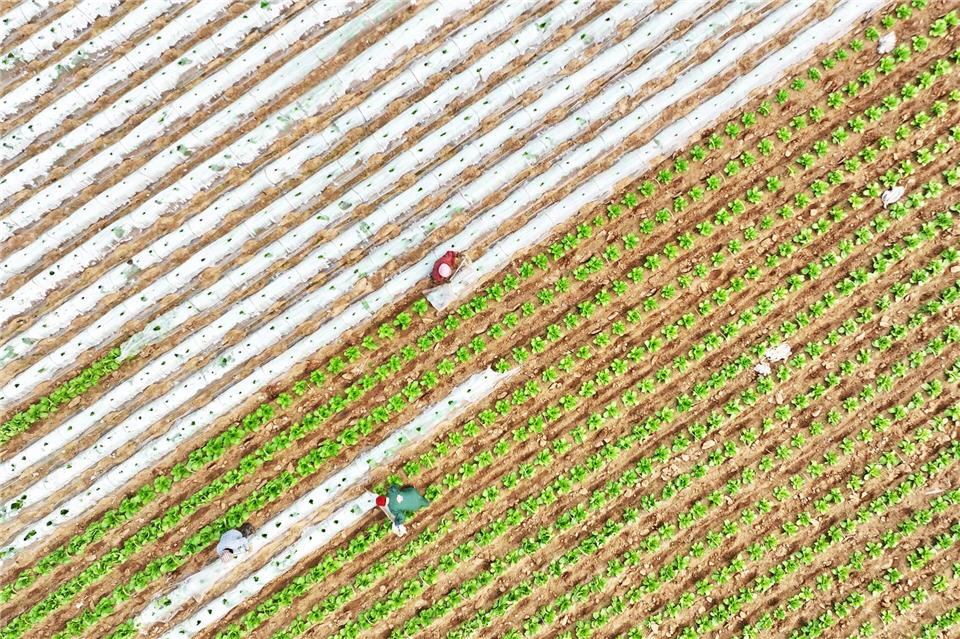 Ein Drohnenfoto zeigt Bauern bei der Arbeit in einem Gemüseanbaugebiet im Kreis Tancheng.Zhang Chunlei/XinHua/dpa