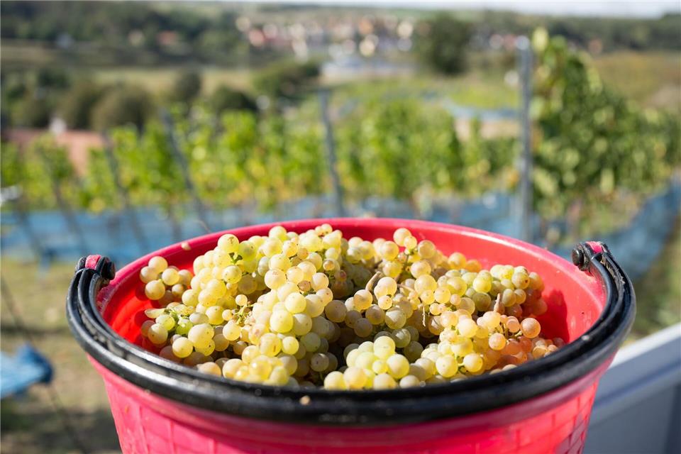Vulkan, Schiefer, Ton: Lutscht die Rebe wirklich am Gestein? Ein Eimer, gefüllt mit Riesling-Trauben, steht bei der Weinlese in einem Weinberg. Gerade Riesling-Reben übertragen wie kaum eine andere Rebsorte den Charakter des Bodens sehr präzise.Sebastian Kahnert/dpa/dpa-tmn