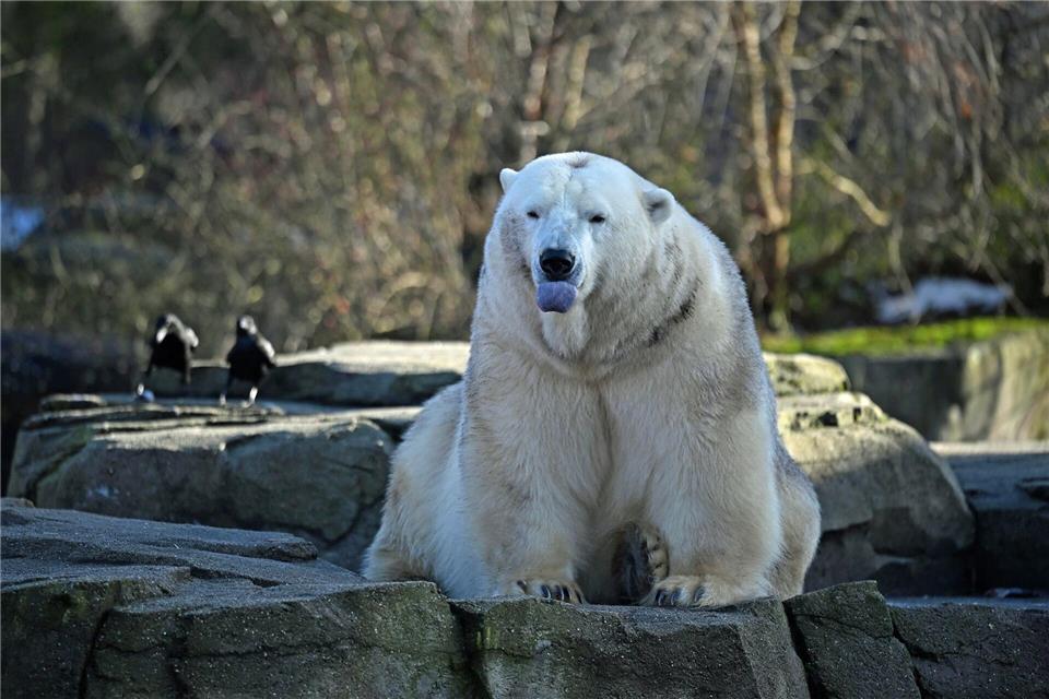 Ein Eisbär sitzt auf einem Felsen. Zum Jahreswechsel hat das Zoo-Team in Hannover den Tierbestand gezählt, gemessen und gewogen.Shireen Broszies/dpa