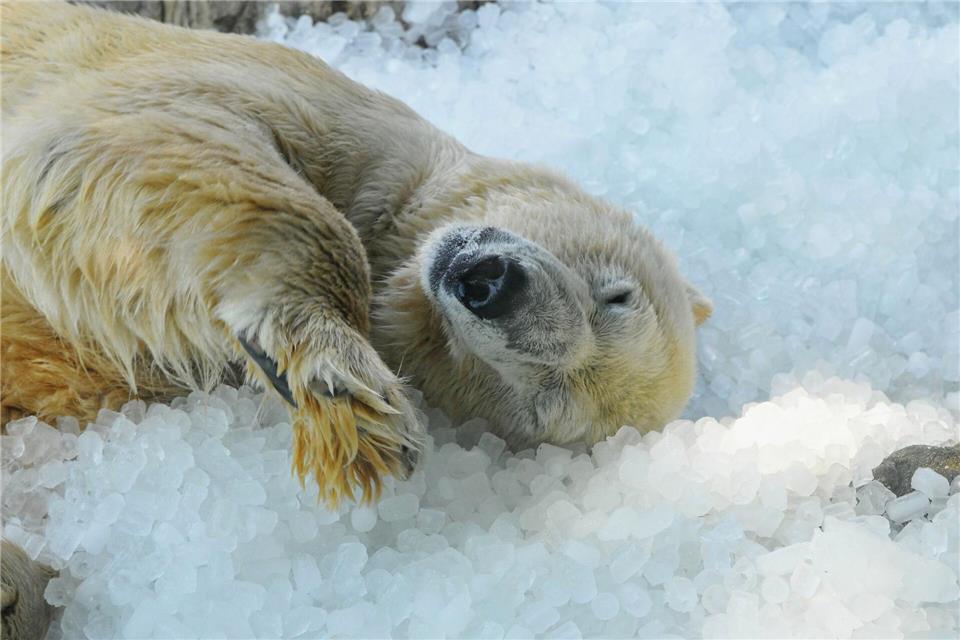 Ein Eisbär wälzt sich bei sommerlicher Hitze genüsslich im Eis.Michael Heitmann/dpa