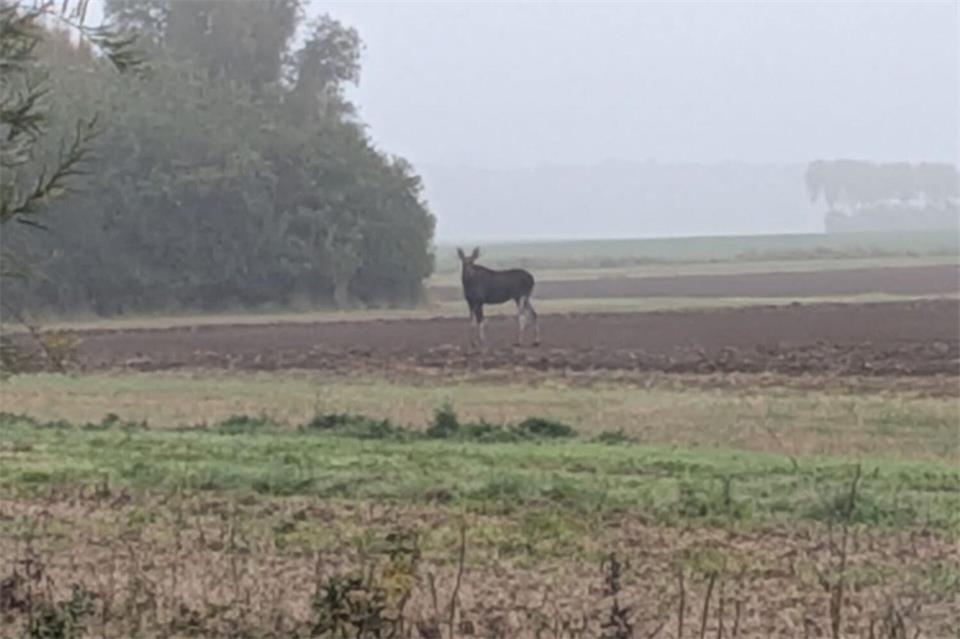 Ein Elch steht auf einem Feld. Elche gelten als seltene Gäste in Deutschland.---/Polizeiinspektion Stralsund/dpa