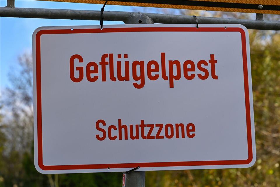 Ein Ende der Geflügelpest in Brandenburg ist nicht in Sicht. (Symbolbild)Patrick Pleul/dpa-Zentralbild/dpa