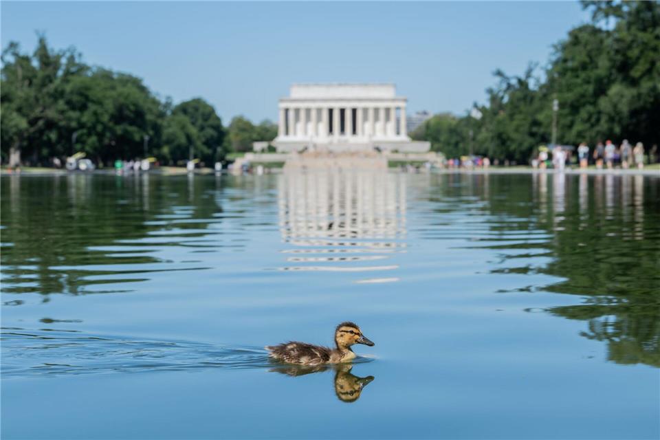 Ein Entenküken schwimmt durch grüne Algenflecken im Reflecting Pool des Lincoln Memorials in Washington.Matt Kaminsky/ZUMA Press Wire/dpa