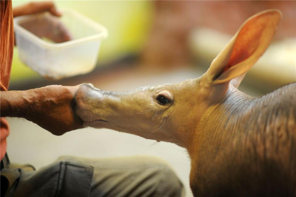 Ein Erdferkel wird von Tierpfleger Jozef Sebín mit Köstlichkeiten aus der Insektenküche verwöhnt. Michael Heitmann/dpa