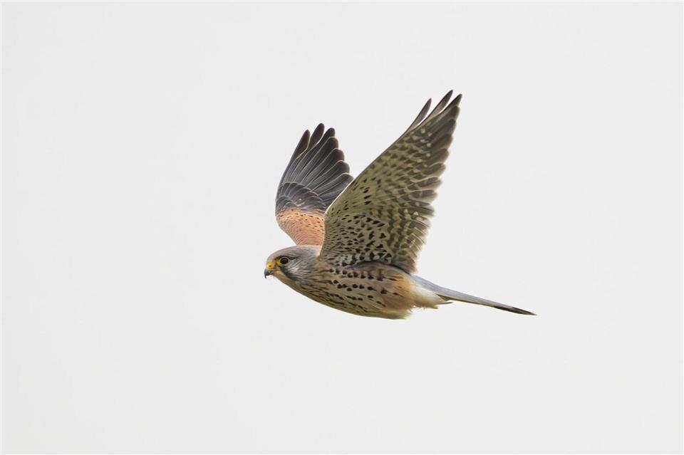 Ein Falke ist auf der B312 durch das Fahrerfenster eines Transporters geflogen und gestorben. (Symbolbild)Silas Stein/dpa